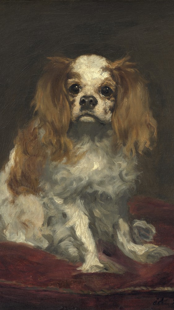 A King Charles Spaniel