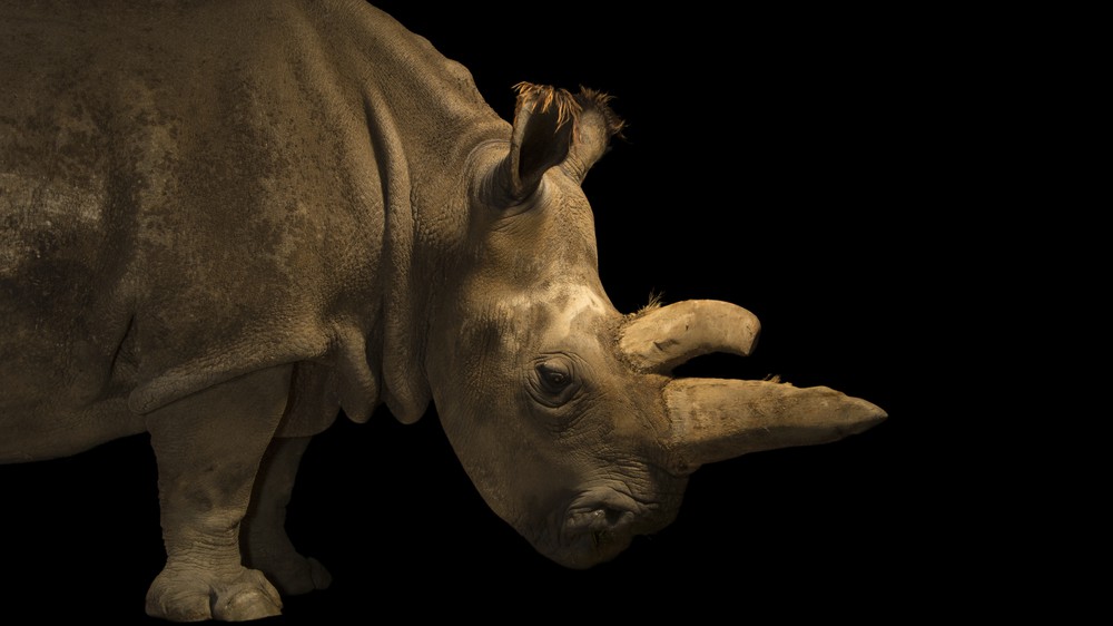 Northern White Rhinoceros
