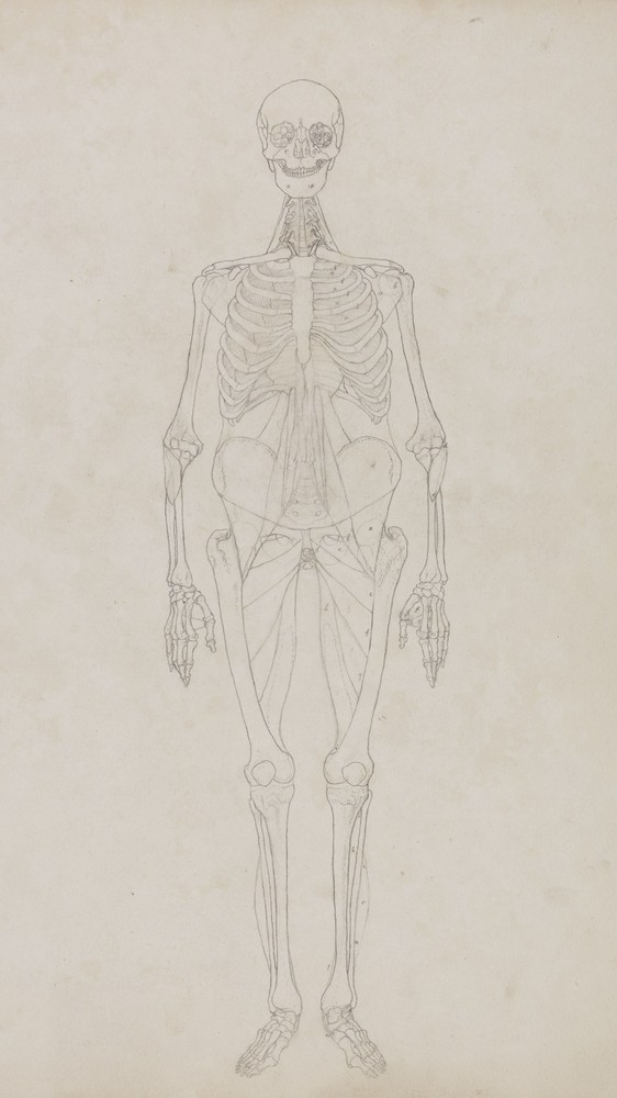 Human Figure, Anterior View (Outline figure)