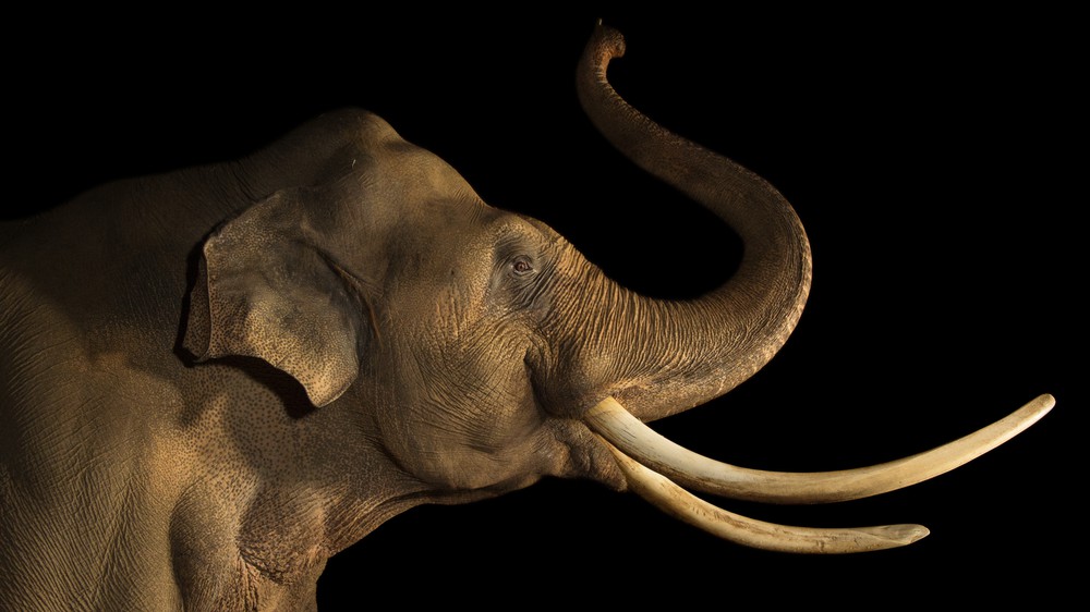 Asian Elephant