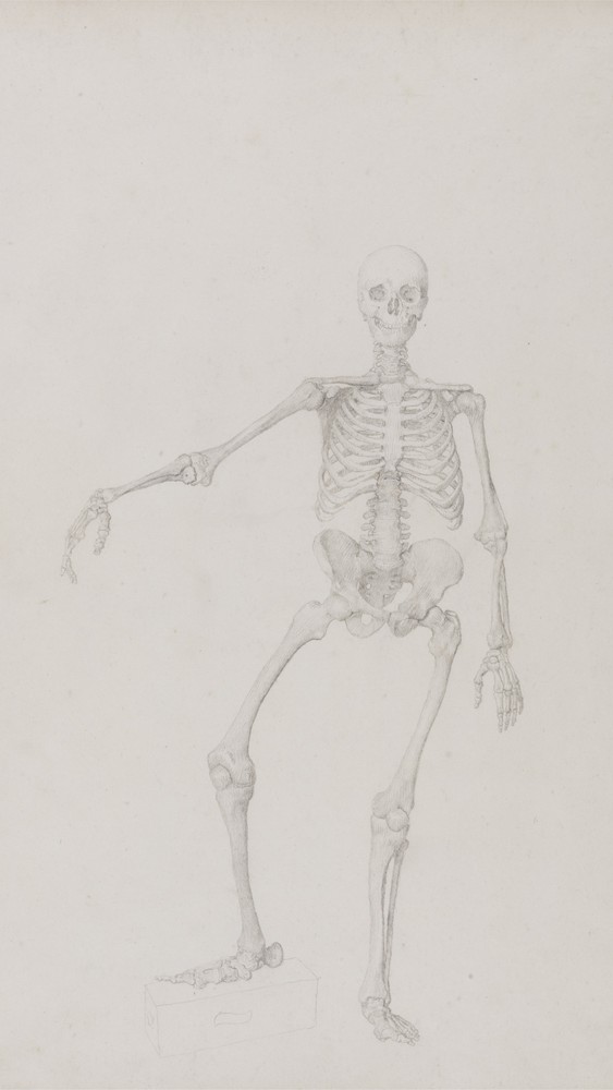 Human Skeleton, Anterior View (Right Arm Outstretched)