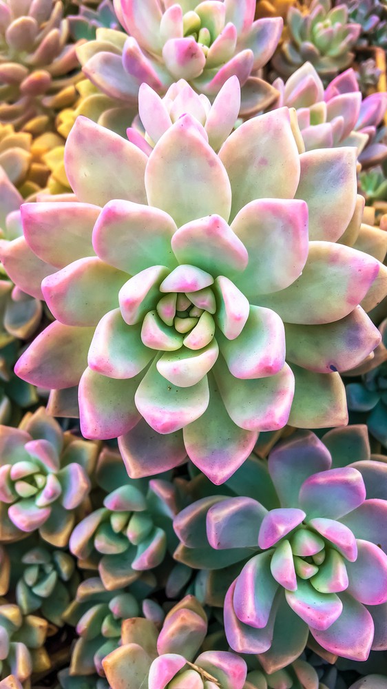 Neon Succulents III