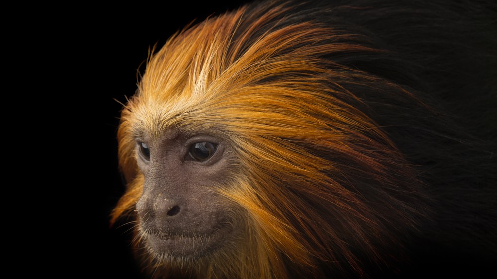 Golden-headed Lion Tamarin