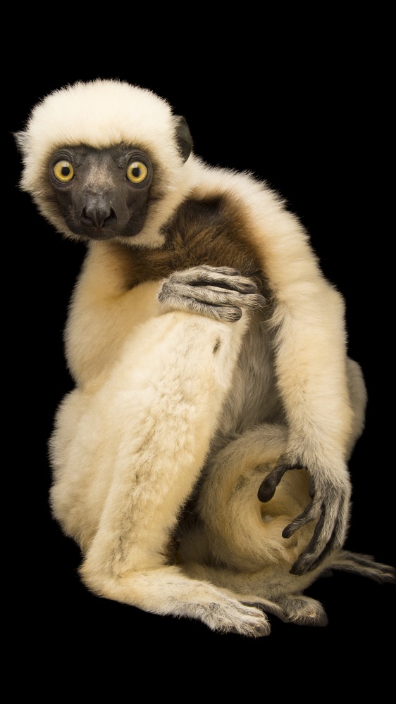 Von der Decken's Sifaka