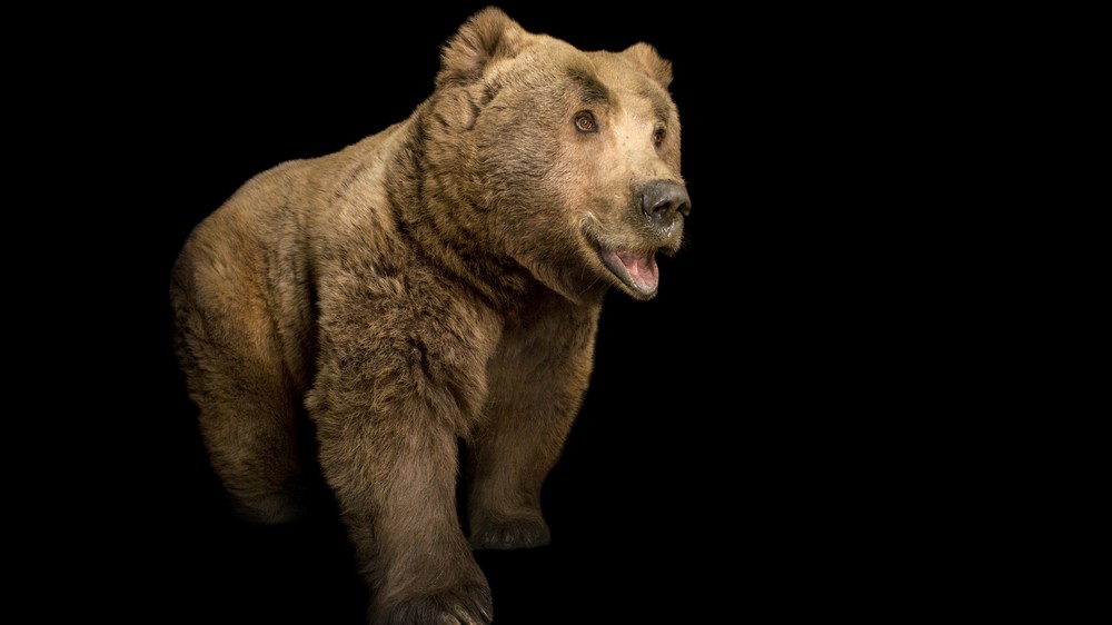 Himalayan Brown Bear
