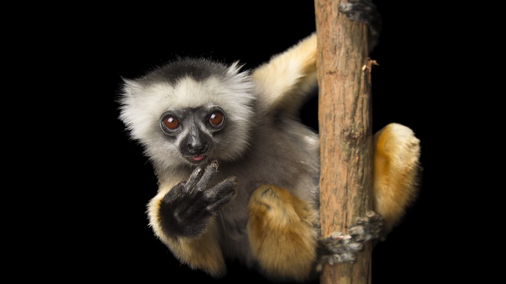 Diademed Sifaka