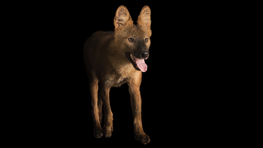 Red Dhole