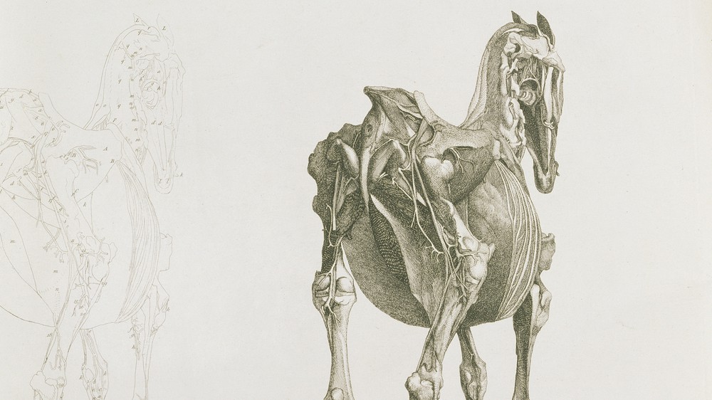 Tab. XV, from 'The Anatomy of the Horse...'