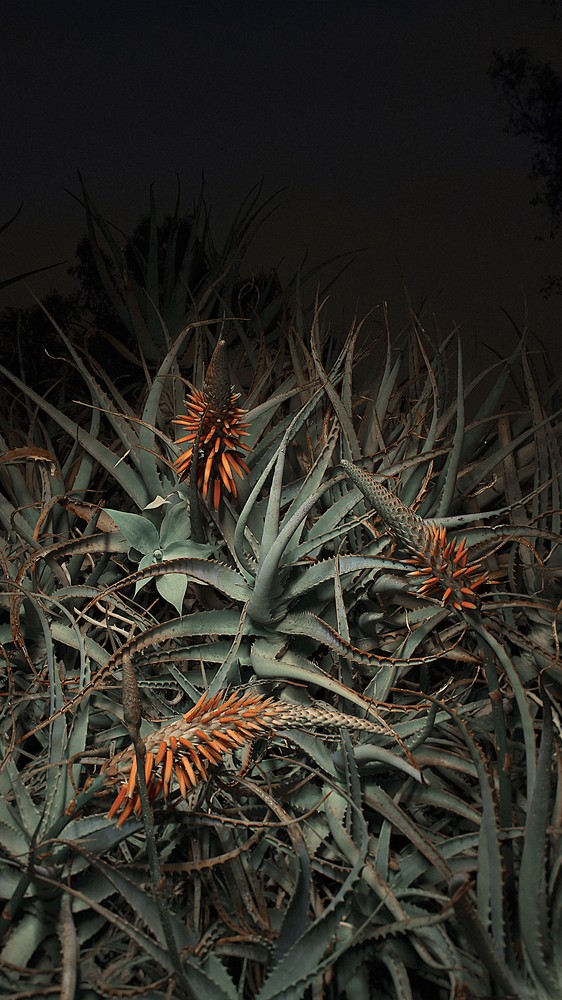Night Garden #2