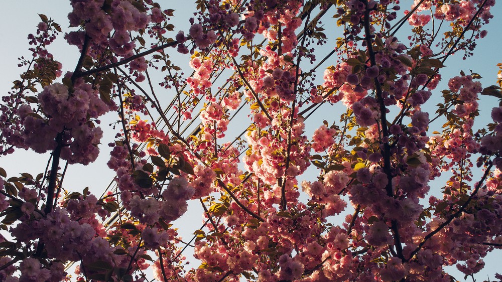 Tree in Spring
