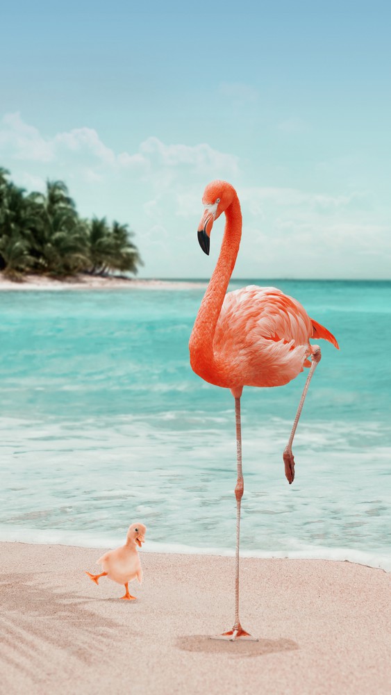 WANNABE FLAMINGO