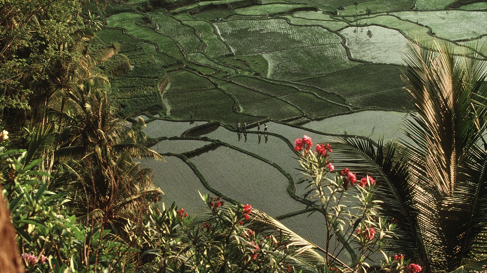 Rice Field Terraces
