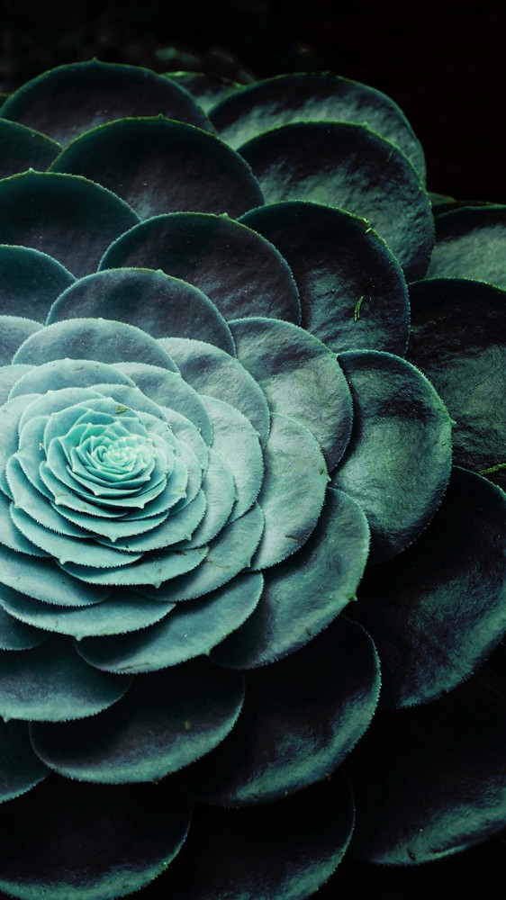 Darkside of Succulents