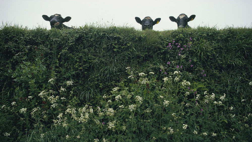 Cornwall, England