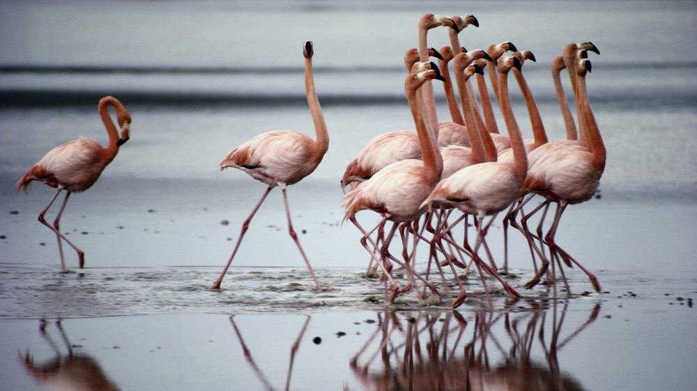 Flamingos