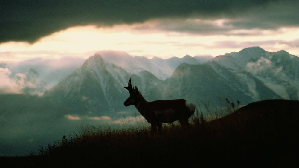 National Bison Range, Montana, USA