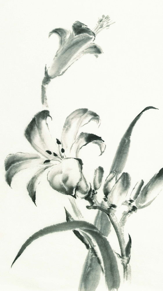 Sumi Daylily