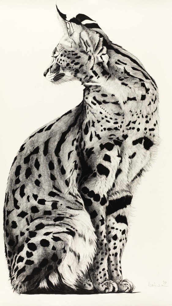 Twisted Serval