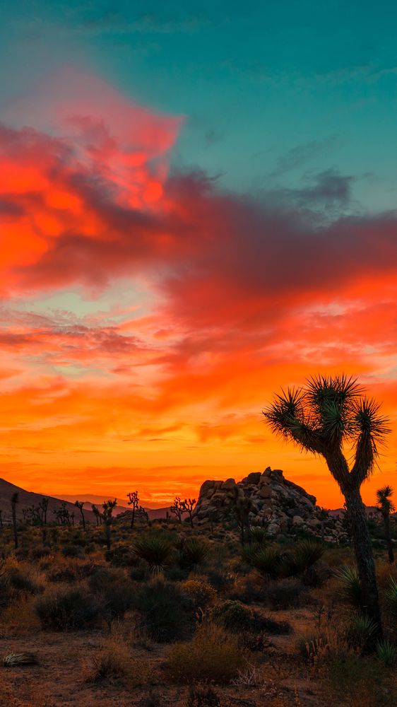 Fiery Sunset in Joshua Tree National Park