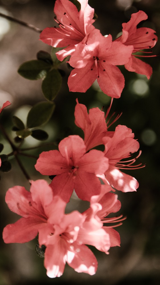 Flowering Tree