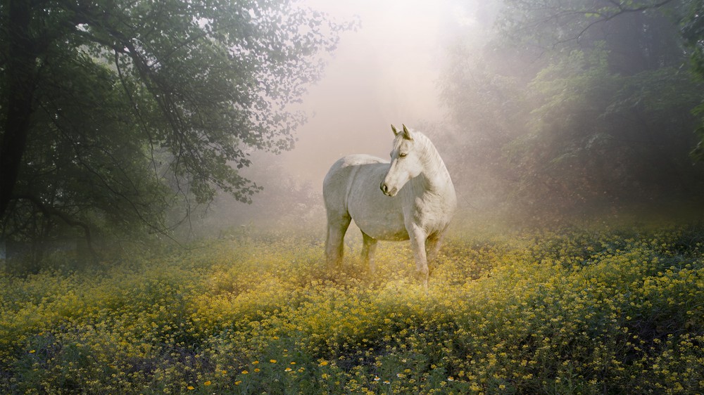 Golden Meadow