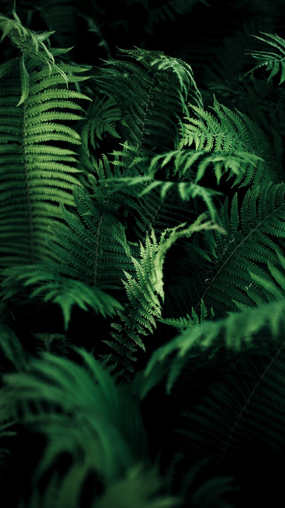 Green Leaf