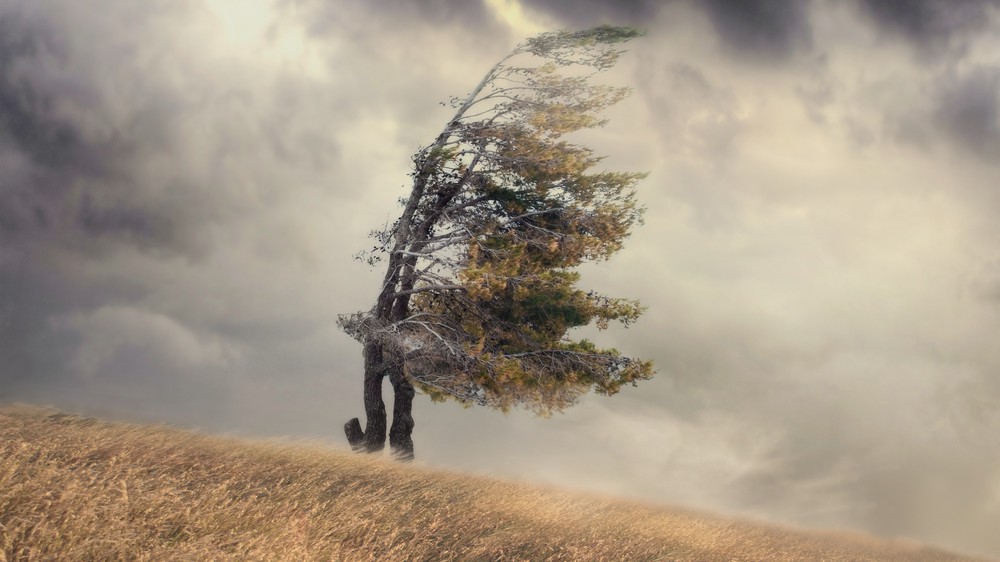 Windswept Hill