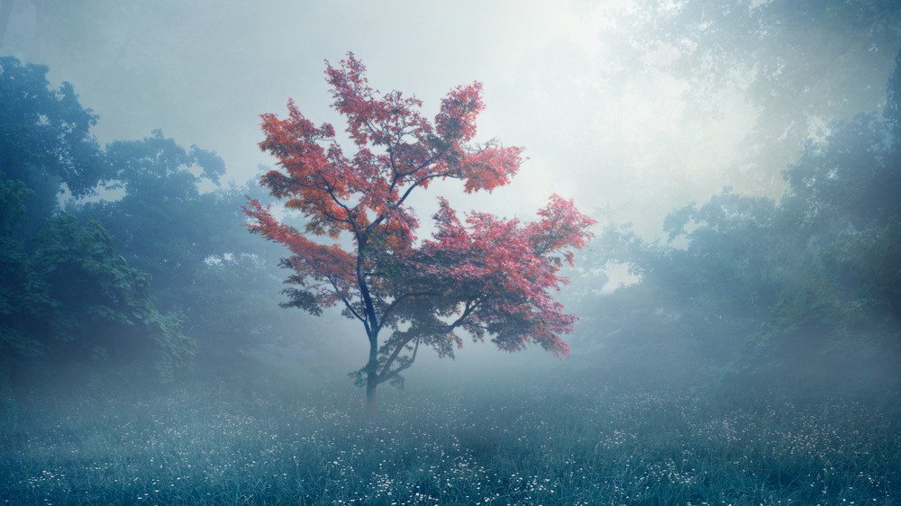 Crimson Maple