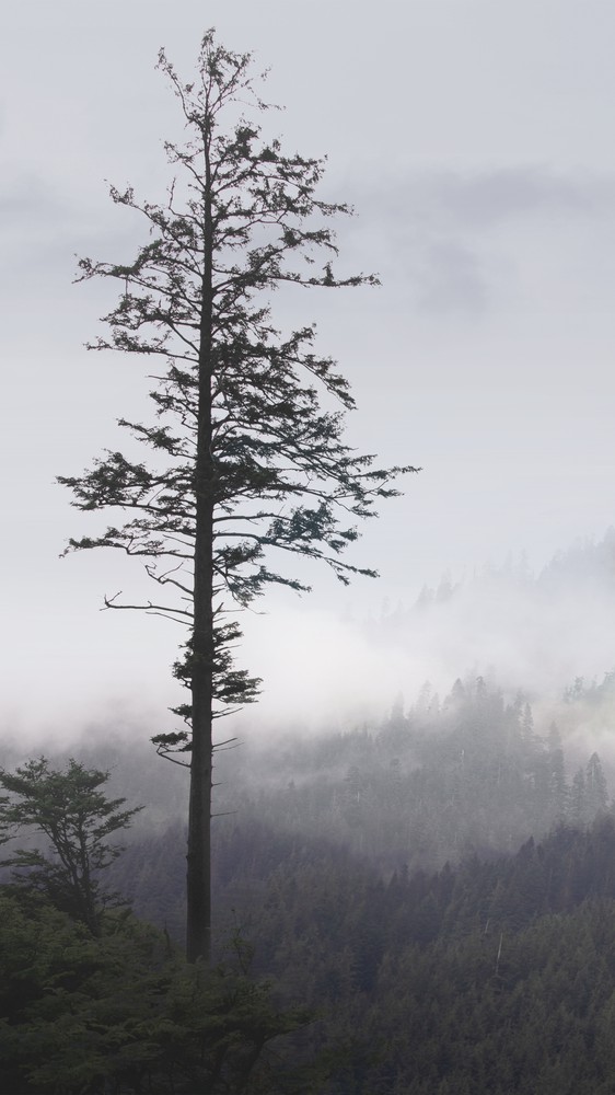 Sentinel Tree