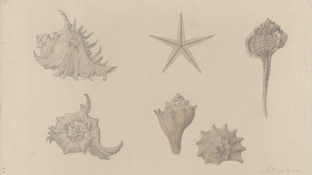 Study Sheet with Shells