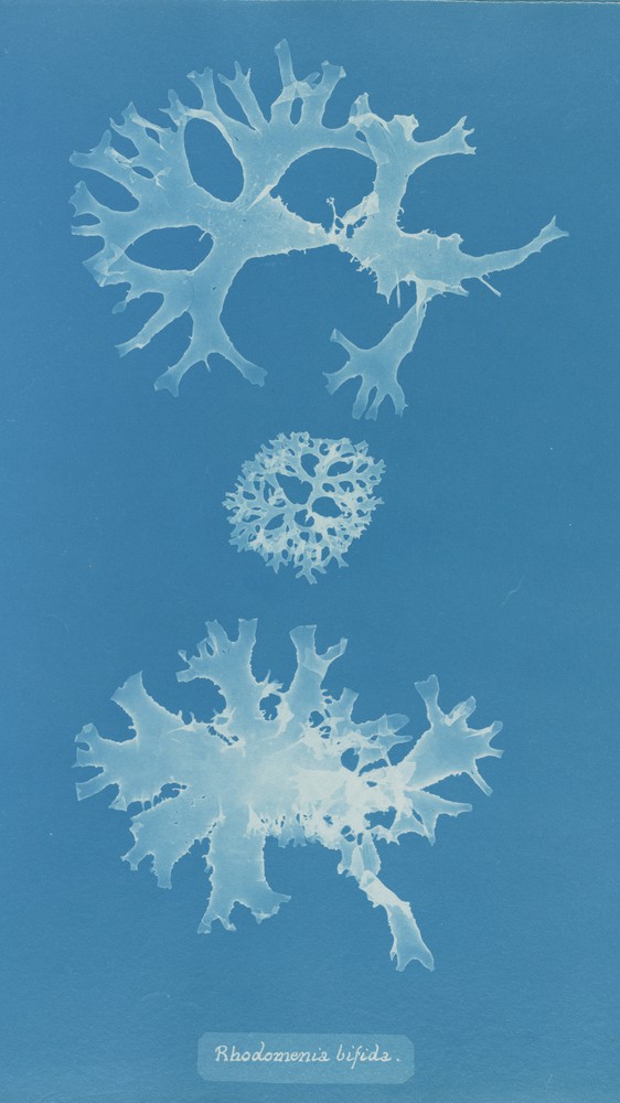 Rhodomenia Bifida