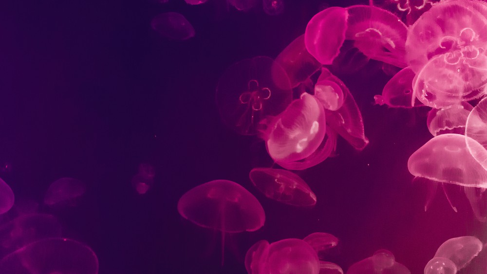 Moon Jelly